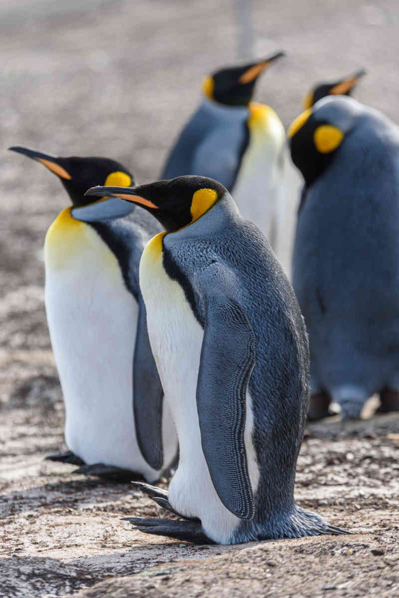 Pingüino Rey - islas Falkland o Malvinas 13.jpg